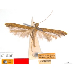 /filer/webapps/moths_gc/media/images/E/eurycnema_Caloptilia_ST1_ANIC.jpg