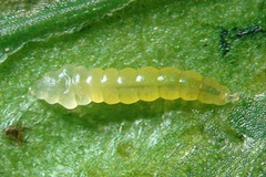 Phyllocnistis phoebus