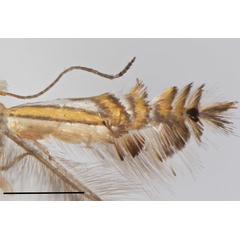 /filer/webapps/moths_gc/media/images/C/canta_Phyllocnistis_PT_Cerdena-etal_2022_199.jpg