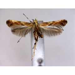 /filer/webapps/moths_gc/media/images/O/obliquatella_Caloptilia_A_EIHU.jpg