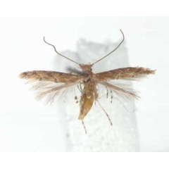 /filer/webapps/moths_gc/media/images/A/anchistea_Phyllonorycter_A_TMSA.jpg