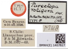 /filer/webapps/moths_gc/media/images/R/rotigera_Parectopa_HT_1407827_BMNH_Label.jpg