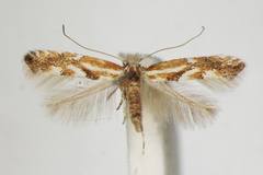 Phyllonorycter juncei