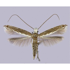 /filer/webapps/moths_gc/media/images/B/bipollenella_Epicephala_A_Kawakita-et-Kato_2016_92.jpg