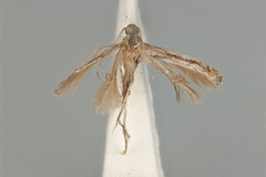 Acrocercops leptalea