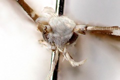 Cryptolectica curvatum