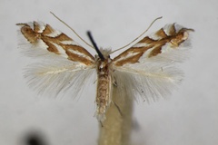 Phyllonorycter distentella
