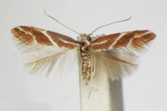 Phyllonorycter millierella