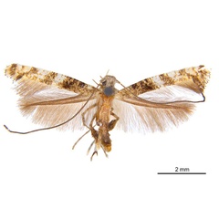 /filer/webapps/moths_gc/media/images/P/panconita_Murwillumba_HT_De_Prins__etal_2026_299.jpg