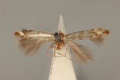 Phyllonorycter enchalcoa