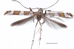 Dialectica columellina