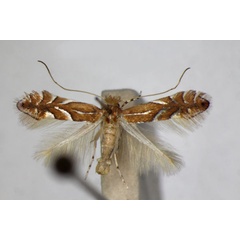 /filer/webapps/moths_gc/media/images/B/belotella_anatolica_Phyllonorycter_A_ZSM.jpg