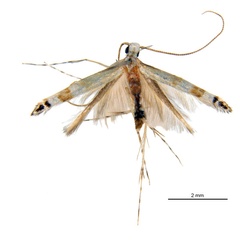/filer/webapps/moths_gc/media/images/D/digitata_Dondavisia_HT_De-Prins-etal_2025_278.jpg