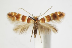 Phyllonorycter froelichiella