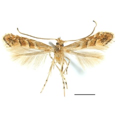 /filer/webapps/moths_gc/media/images/S/stenopterae_Phyllonorycter_HT_SDNU.jpg