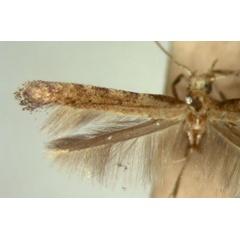 /filer/webapps/moths_gc/media/images/D/discksoni_Caloptilia_HT_TMSA5661.jpg