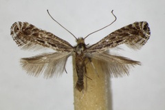 Parornix torquillella
