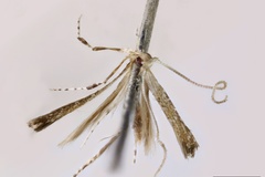 Acrocercops asaphogramma