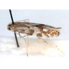 /filer/webapps/moths_gc/media/images/P/populicola_Phyllonorycter_A_WJDP.jpg