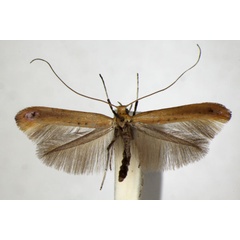 /filer/webapps/moths_gc/media/images/R/rufipennella_Caloptilia_A_ZSM_3.jpg