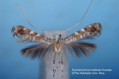 Eumetriochroa hederae
