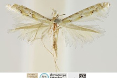 Conopomorpha habrodes