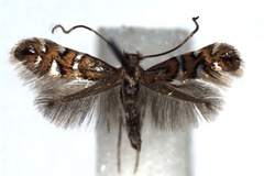 Phyllonorycter nigrescentella