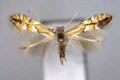 Phyllonorycter jozanae