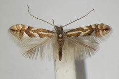 Phyllonorycter maestingella