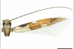 Eucosmophora chrysocosma