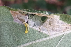 Phyllonorycter emberizaepenella