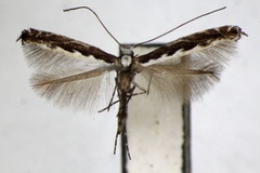 Micrurapteryx gradatella