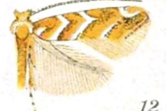 Cameraria cincinnatiella