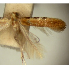 /filer/webapps/moths_gc/media/images/M/meyricki_Caloptilia_PT_TMSA5644.jpg