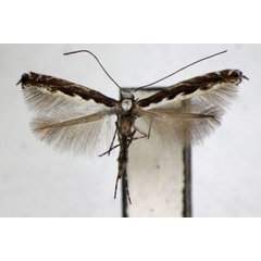 /filer/webapps/moths_gc/media/images/G/gradatella_Micrurapteryx_A_ZSM_4.jpg