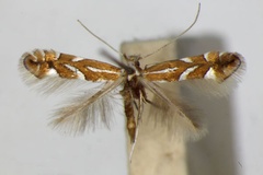 Phyllonorycter hostis