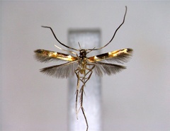 /filer/webapps/moths_gc/media/images/S/shoreae_Chrysocercops_PT_EIHU.jpg