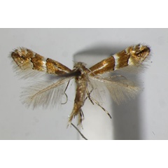 /filer/webapps/moths_gc/media/images/J/japonica_Phyllonorycter_PT_ZSM.jpg