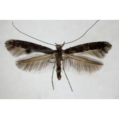 /filer/webapps/moths_gc/media/images/P/populetorum_Caloptilia_A_ZSM_5.jpg