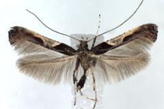 Caloptilia fidella