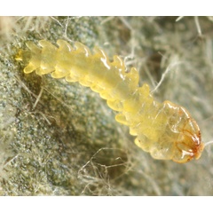 /filer/webapps/moths_gc/media/images/V/viburnella_Marmara_Larva_Eiseman_etal_2017_201.jpg