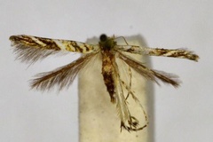 Cuphodes holoteles