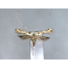 /filer/webapps/moths_gc/media/images/M/melanoplecta_Acrocercops_A_EIHU_2.jpg