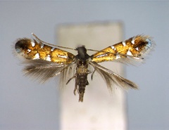 /filer/webapps/moths_gc/media/images/L/lautella_Phyllonorycter_A_EIHU.jpg