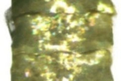 Conopomorpha sinensis