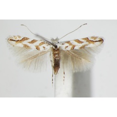 /filer/webapps/moths_gc/media/images/C/comparella_Phyllonorycter_A_ZSM_4.jpg