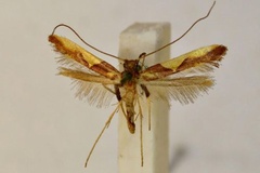 Caloptilia xanthopharella