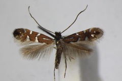 Phyllonorycter lautella