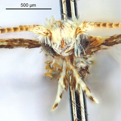 /filer/webapps/moths_gc/media/images/V/virgula_Polydema_HT_head1_ANIC.jpg