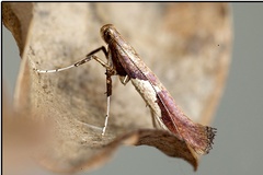 Caloptilia stigmatella